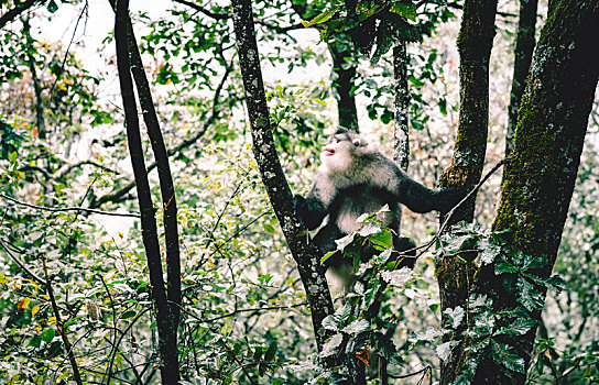 滇金丝猴爬树