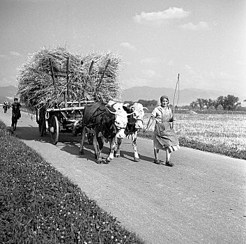 女人,干草,手推车,母牛,靠近,德国,欧洲