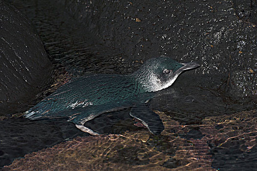 小蓝企鹅,浅水,喂食,旅游,菲利普岛,澳大利亚