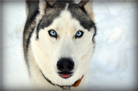 蓝色眼睛,西伯利亚,哈士奇犬,雪中