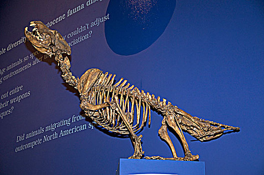 骨骼,狼,犬属,灭绝,食肉动物,哺乳动物,皇家,博物馆,德兰赫勒,阿尔泰,加拿大