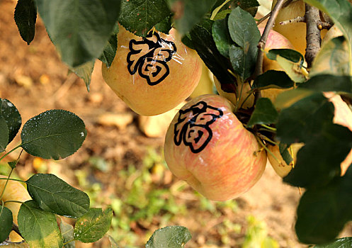 山东省日照市,苹果熟了采摘忙,60岁的果农幸福写在脸上