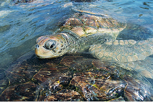 海龟,大开曼岛,开曼群岛