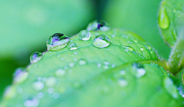 绿叶,水滴