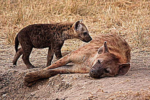 肯尼亚,马赛马拉,母兽,斑鬣狗,幼仔