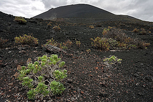火山地貌,火山岩,特色,植被,靠近,帕尔玛,加纳利群岛,西班牙,欧洲