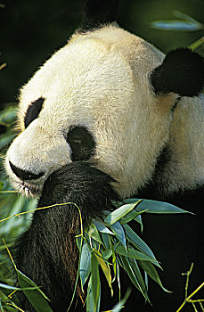 大熊猫,成年