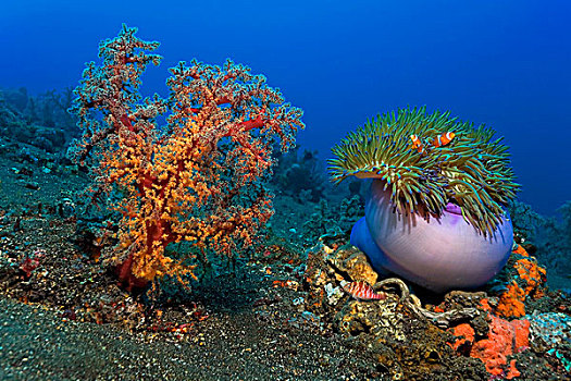 水下,景色,大,软珊瑚,华美,海葵,公主海葵,伴侣,西部,眼斑海葵鱼,巴厘岛,印度尼西亚,太平洋