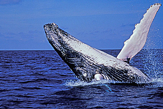 加勒比,多米尼加共和国,驼背鲸,鲸跃