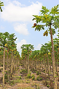 木瓜,树,种植园,巴西