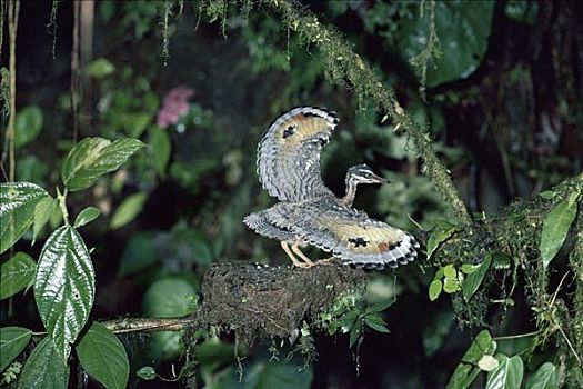 幼禽,防御,展示,鸟窝,哥斯达黎加