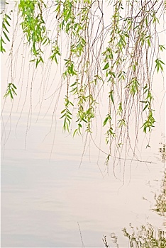 绿色,柳树,湖