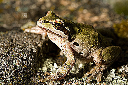 树蛙,不列颠哥伦比亚省,加拿大