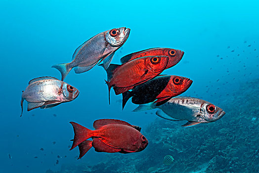 小,鱼群,普通,宝石大眼鲷,彩色,银,红色,四王群岛,群岛,巴布亚岛,西新几内亚,太平洋,印度尼西亚,亚洲