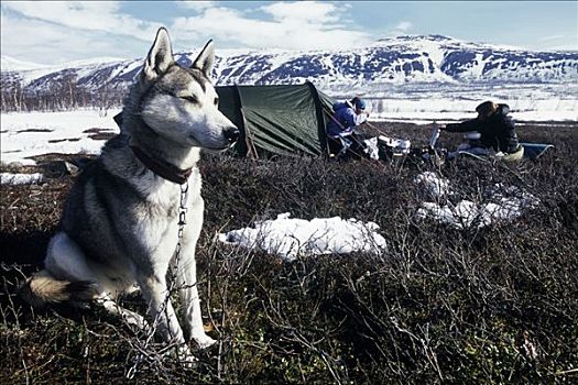 狗,坐,户外,帐蓬,北方,瑞典
