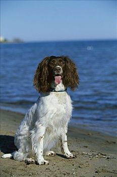 英国史宾格犬,狗,坐,海滩