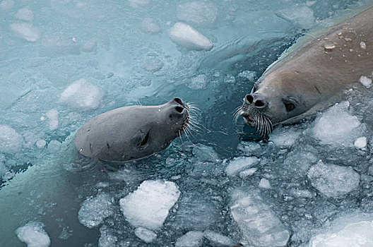 食蝦海豹,食蟹海豹,一对,平面,呼吸,声音,威德尔海,南极