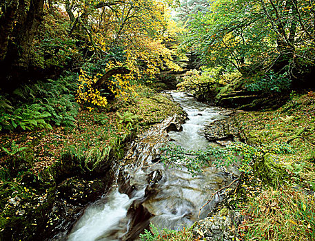 河流,流动,落叶植物,树林,高地,苏格兰,英国,欧洲