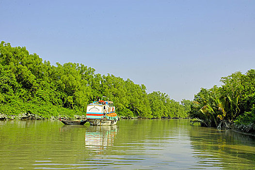 运河,红树林,树林,世界,孙德尔本斯地区,遮盖,区域,水中,库尔纳市,孟加拉,十一月,2005年