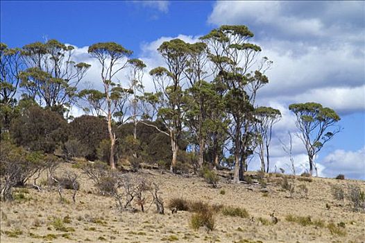 橡胶树,玛丽亚,岛屿,国家公园,塔斯马尼亚,澳大利亚