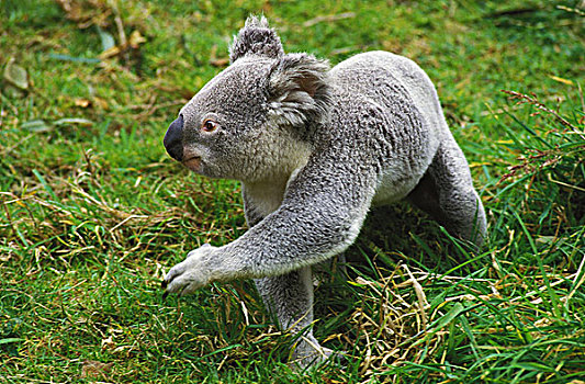 树袋熊,成年,走,草地,澳大利亚