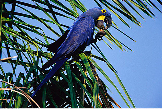 紫蓝金刚鹦鹉,潘塔纳尔,巴西