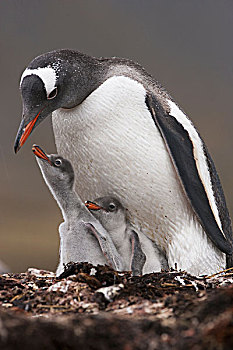 巴布亚企鹅,两个,幼禽,南乔治亚