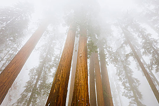 巨杉,树,雪中,雾,红杉国家公园,加利福尼亚