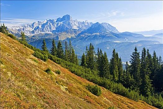 草地,针叶树,山坡,山峦,背景,萨尔茨堡,奥地利