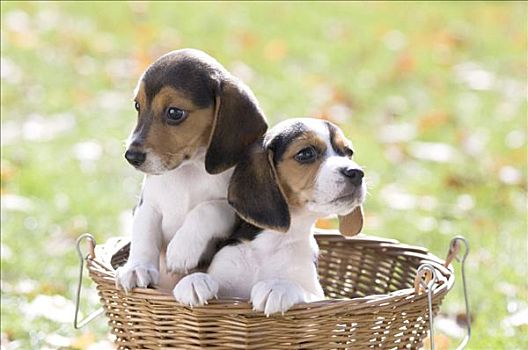 两个,小猎犬,小狗,柳条篮