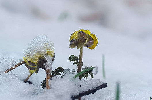 雪地,冰凌