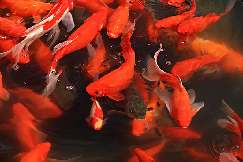 大红鲤鱼池塘图片