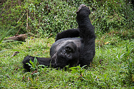 山地大猩猩,大猩猩,国家,卢旺达