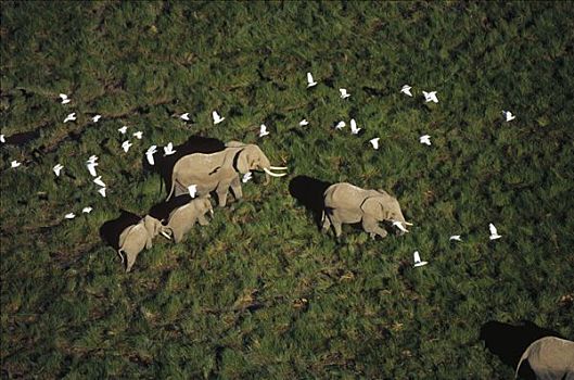非洲象,父母,两个,幼兽,牛背鹭,成群,肯尼亚