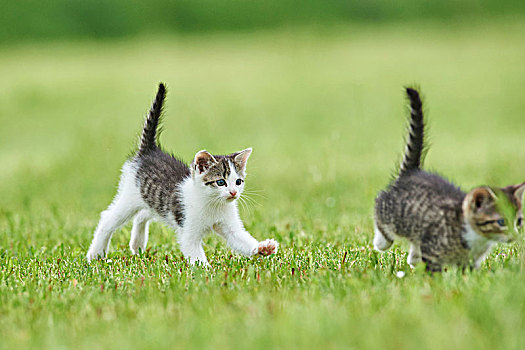 家猫,斑貓,小动物,草地,跑