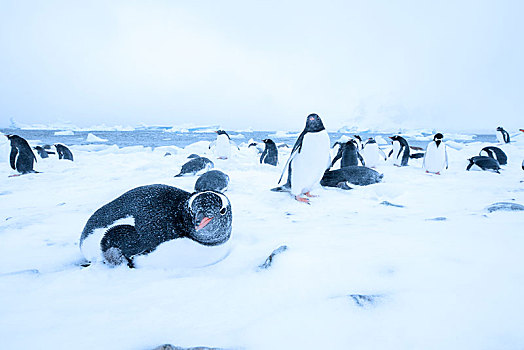 巴布亚企鹅,冰,暴风雪,南极