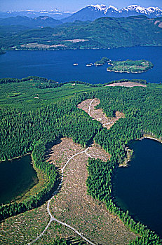 航拍,伐木,温哥华岛,不列颠哥伦比亚省,加拿大