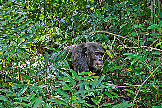 黑猩猩,类人猿,西部,乌干达