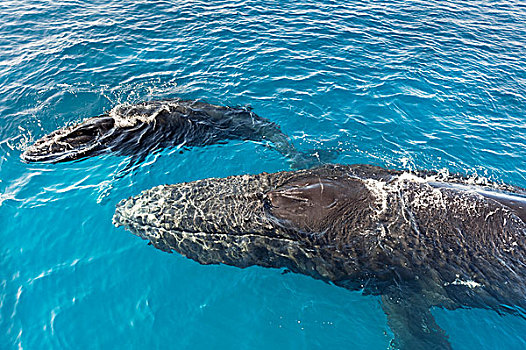 驼背鲸,大翅鲸属,鲸鱼,赫维湾,昆士兰,澳大利亚
