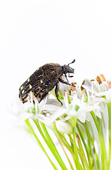 黑色甲虫和韭菜花