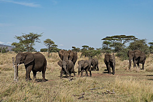 非洲大象064