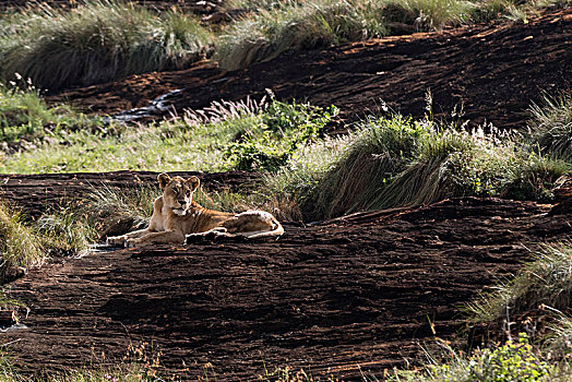 雌狮,狮子,休息,石头,自然保护区,查沃,肯尼亚
