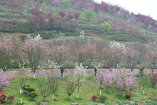贵州遵义樱花谷景区,种有5万余株樱花
