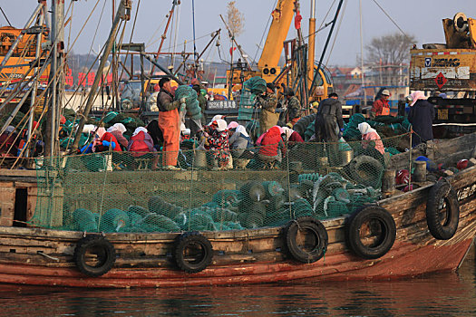 山东省日照市,清晨六点的渔码头人头攒动,扇贝,牡蛎养殖正当时