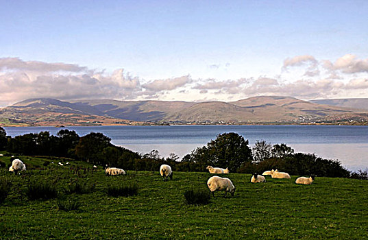 绵羊,湖,康纳玛拉,戈尔韦郡,爱尔兰,欧洲