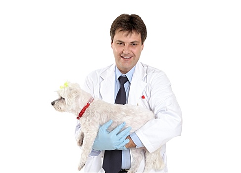 兽医,宠物,狗