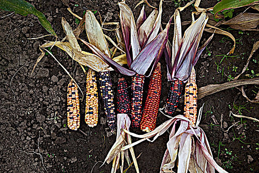 多彩,玉米棒,排列,地上