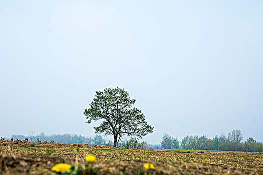 枯树