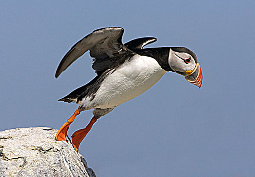 大西洋角嘴海雀,北极,成年,起飞,石头,法恩群岛,诺森伯兰郡,英格兰,英国,欧洲