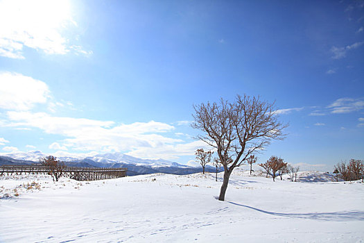 北海道无人雪景